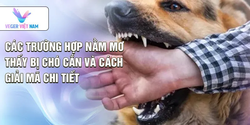 Các trường hợp nằm mơ thấy bị chó cắn và cách giải mã chi tiết