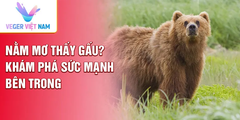 Nằm mơ thấy gấu? khám phá sức mạnh bên trong