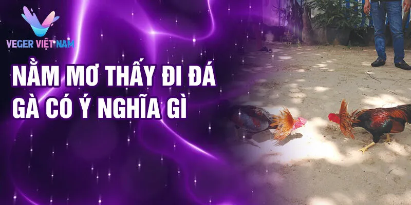 Nằm mơ thấy đi đá gà có ý nghĩa gì