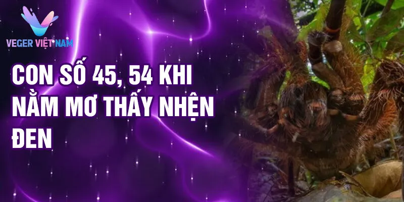Nằm Mơ Thấy Nhện Đen: Bí Ẩn Đêm Tối Rao Truyền 3 Con số 45, 54 khi nằm mơ thấy nhện đen